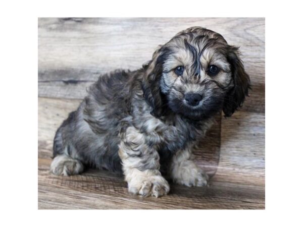 Cock A Poo-DOG-Male-Sable-1869-Petland Florence, Kentucky