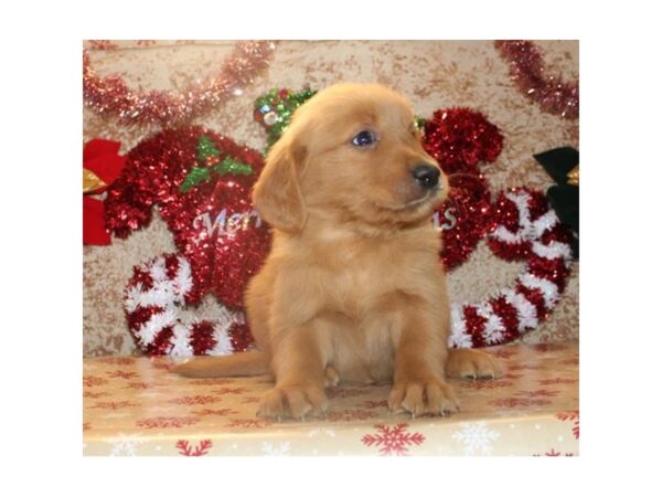 Golden Retriever DOG Male Golden 1882 Petland Florence, Kentucky