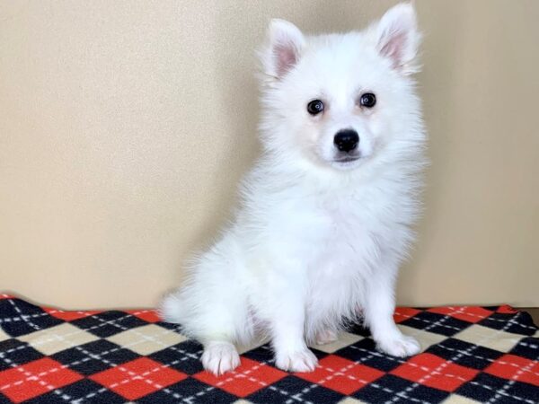 American Eskimo Dog DOG Female White 1883 Petland Florence, Kentucky