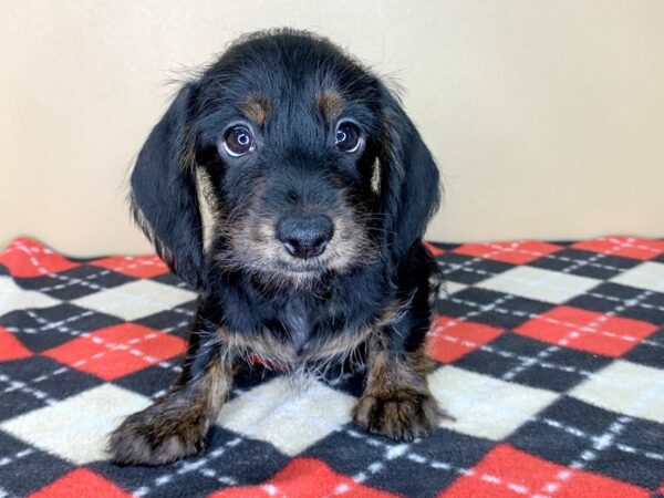 Dachshund DOG Male Black / Tan 1876 Petland Florence, Kentucky