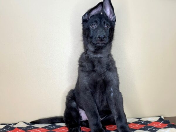 German Shepherd Dog DOG Female Black 1875 Petland Florence, Kentucky