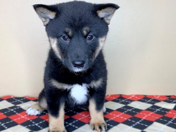 Shiba Inu DOG Female Black / Tan 1874 Petland Florence, Kentucky