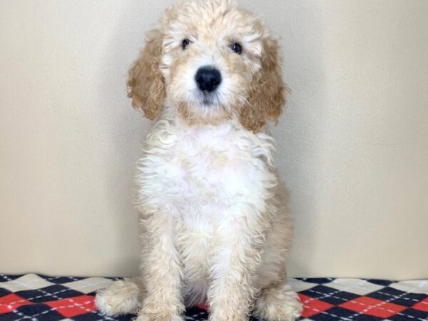 Poodle-DOG-Female-Apricot-1873-Petland Florence, Kentucky