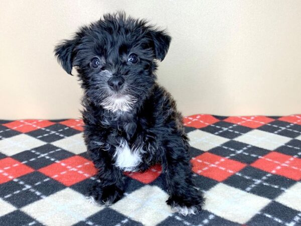 Silkchon-DOG-Female-Black-1872-Petland Florence, Kentucky