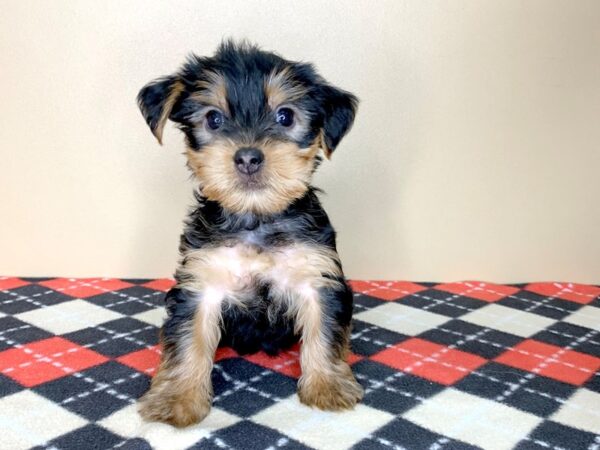 Yorkshire Terrier DOG Male Black / Tan 1871 Petland Florence, Kentucky