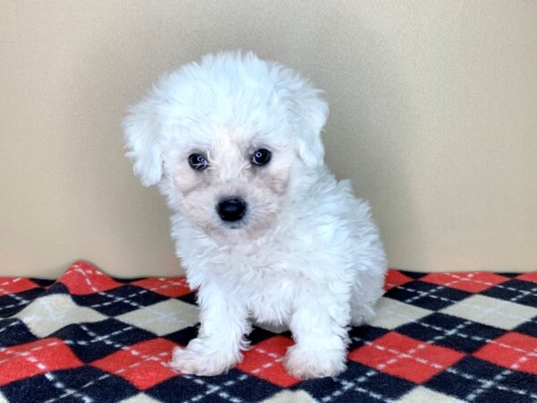 Bichon Frise DOG Male White 1870 Petland Florence, Kentucky