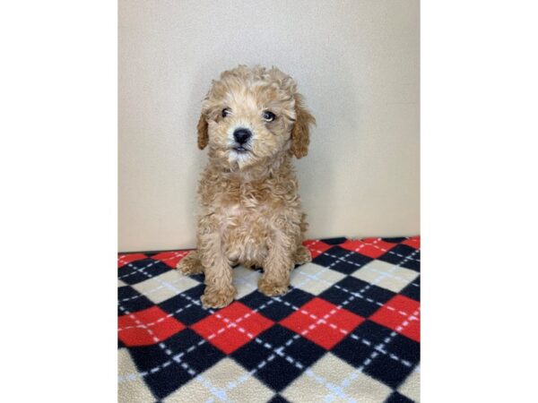 Poodle-DOG-Male-Red-1896-Petland Florence, Kentucky