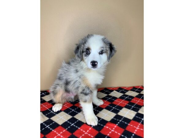 Australian Shepherd DOG Male Blue Merle / White 1894 Petland Florence, Kentucky