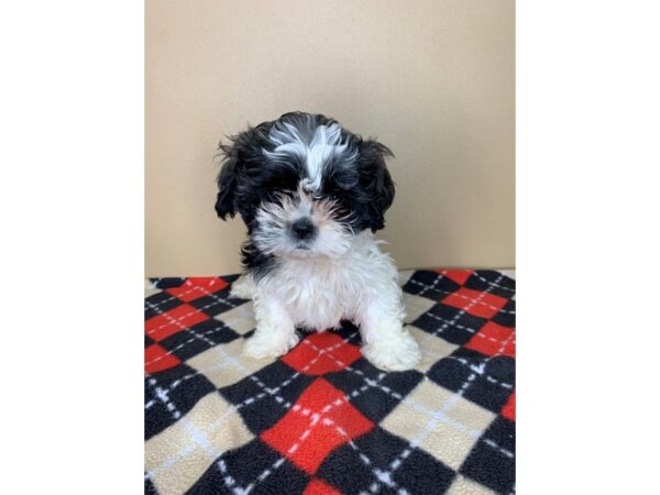 Shih Tzu DOG Female Black / White 1893 Petland Florence, Kentucky