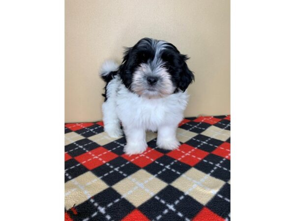 Havanese DOG Female Black / White 1892 Petland Florence, Kentucky