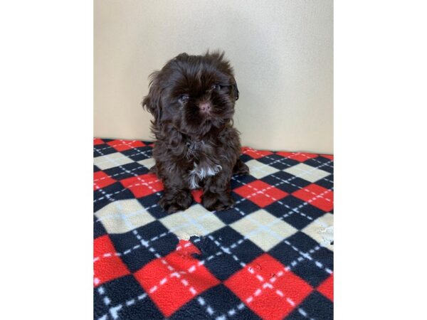 Shih Tzu DOG Male Chocolate 1891 Petland Florence, Kentucky