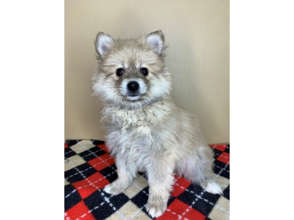 Pomeranian/American Eskimo DOG Male Beaver 1890 Petland Florence, Kentucky