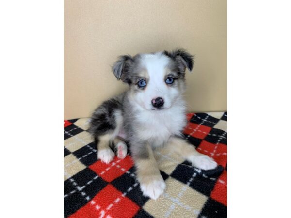 Toy Australian Shepherd DOG Male Blue Merle 1889 Petland Florence, Kentucky