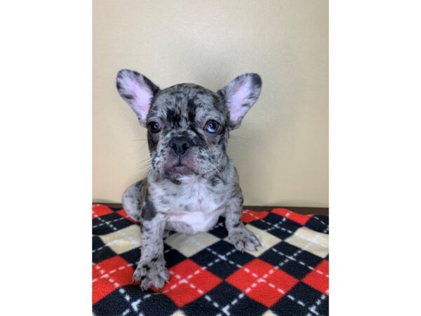 French Bulldog-DOG-Male-Blue Merle-1887-Petland Florence, Kentucky