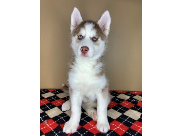 Siberian Husky DOG Female Red / White 1886 Petland Florence, Kentucky