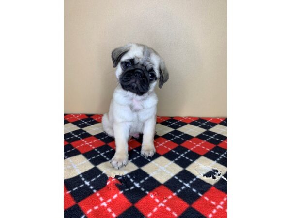 Pug-DOG-Male-Fawn-1885-Petland Florence, Kentucky