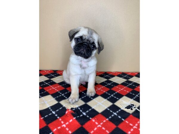 Pug DOG Male Fawn 1885 Petland Florence, Kentucky