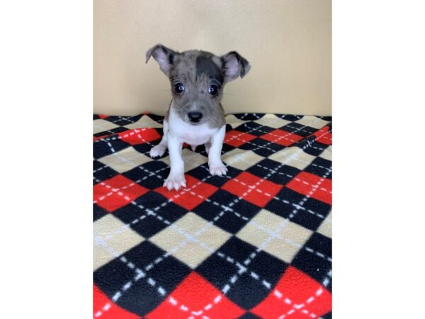 Chiweenie DOG Male Blue Merle 1866 Petland Florence, Kentucky