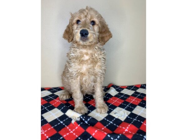 Poodle/Golden Retriever DOG Male Red 1877 Petland Florence, Kentucky