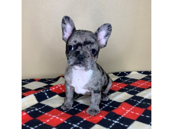 French Bulldog-DOG-Female-Merle-1881-Petland Florence, Kentucky