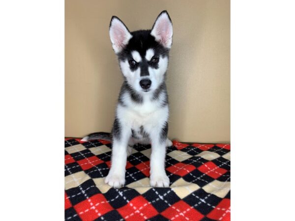 Siberian Husky-DOG-Female-Black / White-1884-Petland Florence, Kentucky
