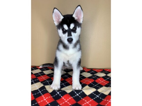 Siberian Husky DOG Female Black / White 1884 Petland Florence, Kentucky