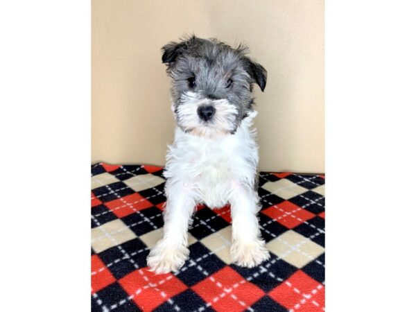 Miniature Schnauzer DOG Male 1917 Petland Florence, Kentucky