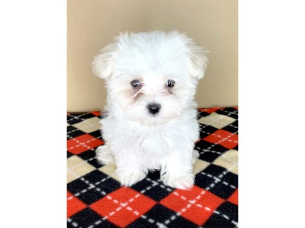 Maltese DOG Male White 1916 Petland Florence, Kentucky