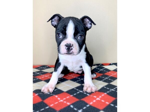 Boston Terrier-DOG-Female-Black / White-1915-Petland Florence, Kentucky