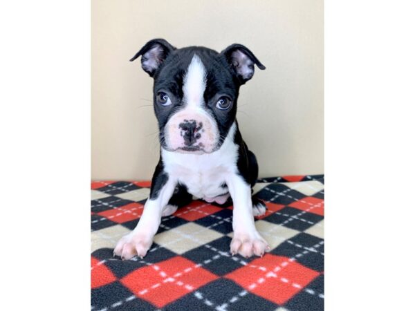 Boston Terrier DOG Female Black / White 1915 Petland Florence, Kentucky