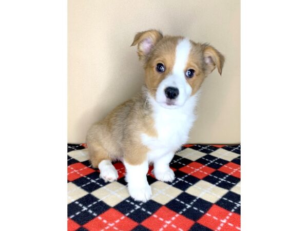 Pembroke Welsh Corgi-DOG-Male-Sable / White-1914-Petland Florence, Kentucky