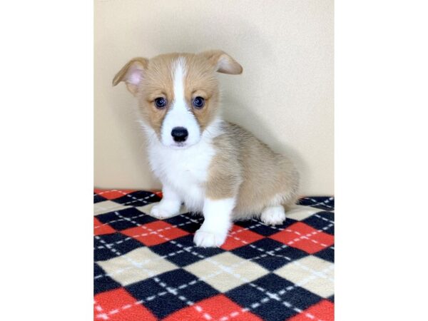 Pembroke Welsh Corgi-DOG-Female--1913-Petland Florence, Kentucky