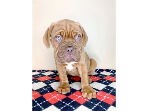 Dogue De Bordeaux-DOG-Female-Red-1912-Petland Florence, Kentucky