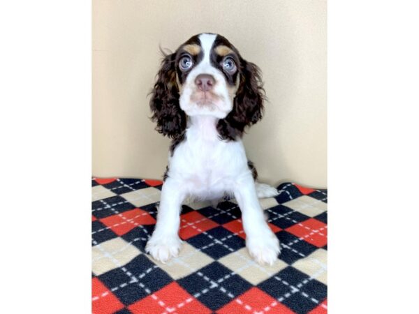 Cocker Spaniel DOG Male Chocolate White Tan 1911 Petland Florence, Kentucky