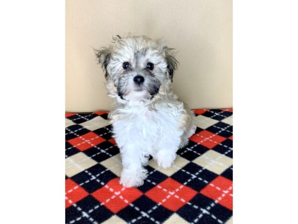 Havachon-DOG-Male-Gold / White-1909-Petland Florence, Kentucky