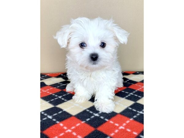 Maltese DOG Female White 1908 Petland Florence, Kentucky