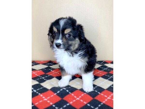 Miniature Australian Shepherd-DOG-Male-Black-1907-Petland Florence, Kentucky