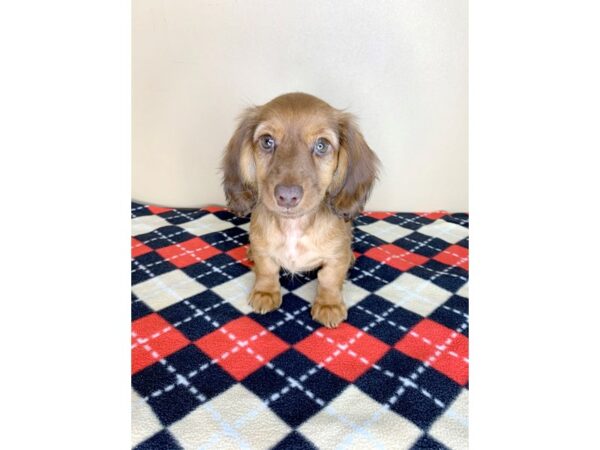 Dachshund-DOG-Female-Red-1906-Petland Florence, Kentucky
