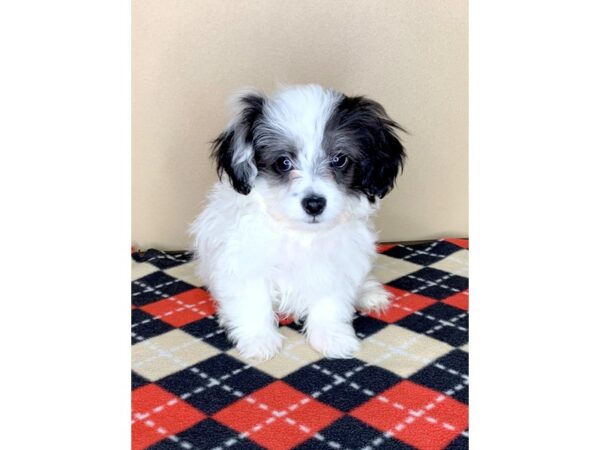 Pekeapoo-DOG-Male-Black-1905-Petland Florence, Kentucky