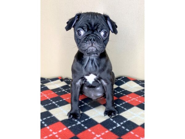 Pug DOG Male Black 1904 Petland Florence, Kentucky