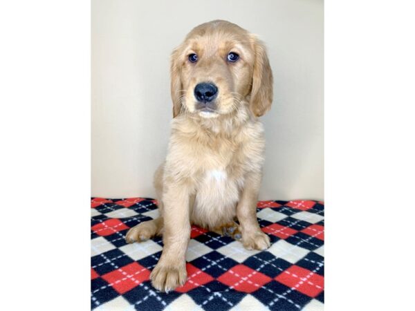 Golden Retriever-DOG-Female-Dark Golden-1903-Petland Florence, Kentucky
