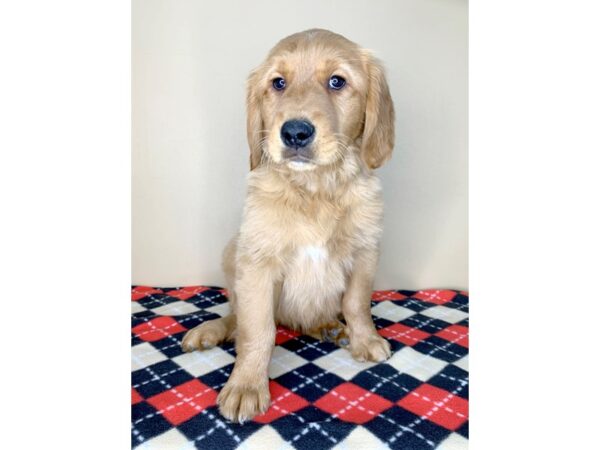 Golden Retriever DOG Female Dark Golden 1903 Petland Florence, Kentucky