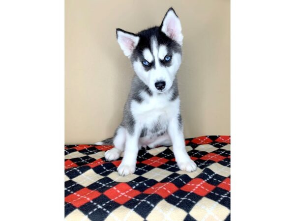 Siberian Husky DOG Female Black / White 1902 Petland Florence, Kentucky