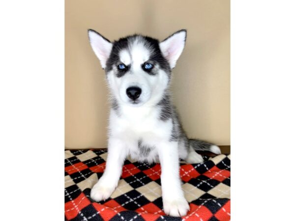Siberian Husky-DOG-Male-Black / White-1901-Petland Florence, Kentucky