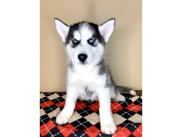 Siberian Husky DOG Male Black / White 1901 Petland Florence, Kentucky