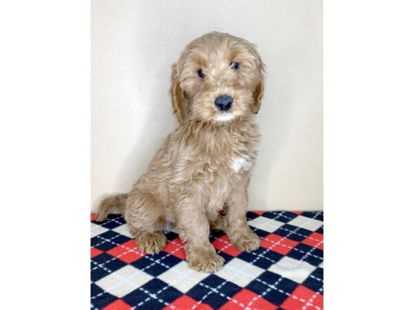 Goldendoodle Mini-DOG-Female-Red-1900-Petland Florence, Kentucky