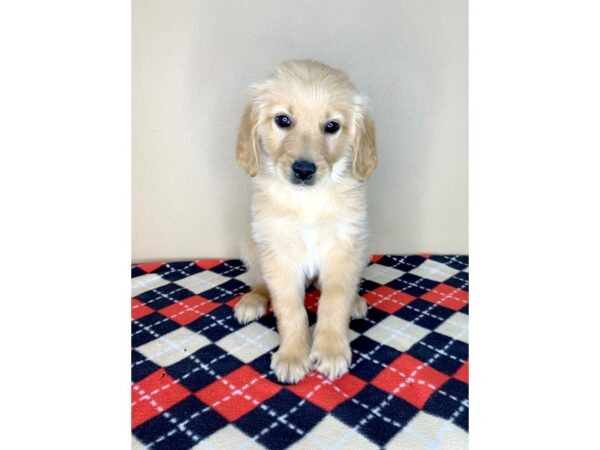 Golden Retriever DOG Male Golden 1899 Petland Florence, Kentucky