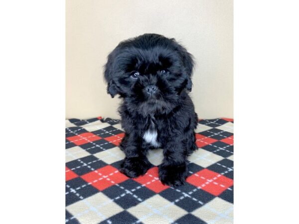 Lhasa Apso DOG Male Black 1898 Petland Florence, Kentucky