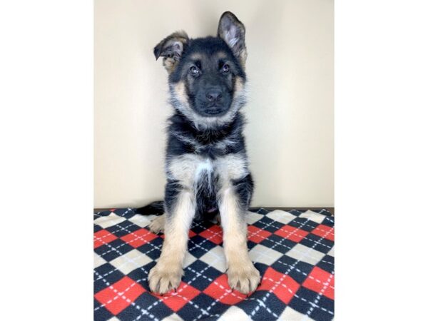 German Shepherd Dog DOG Male Black / Tan 1897 Petland Florence, Kentucky