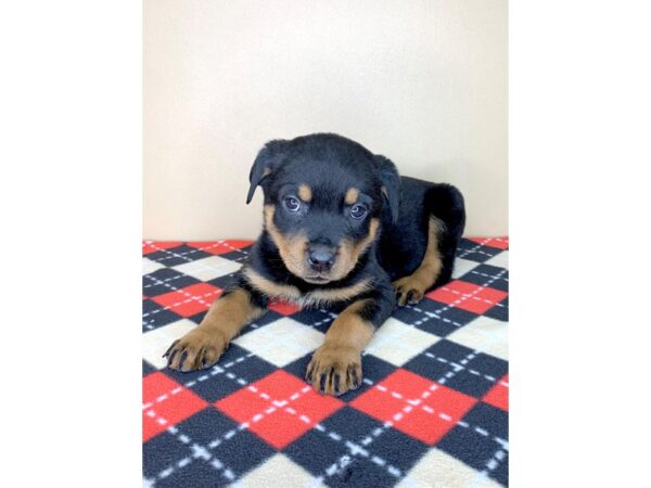 Rottweiler DOG Female Black & Tan 1918 Petland Florence, Kentucky